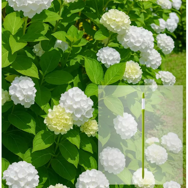 Pachet Hortensia macrophylla Soeur Therese și AquaStick SUStee, mărimea L, verde
