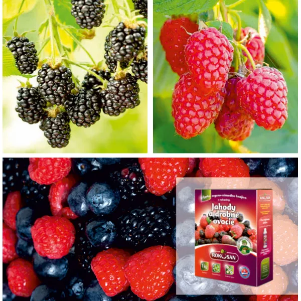 Pachet Fructe de Pădure Bio: Mur, Zmeur & Îngrășământ