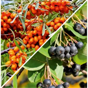 Pachet Antistres & Imunitate: Aronia & Cătină