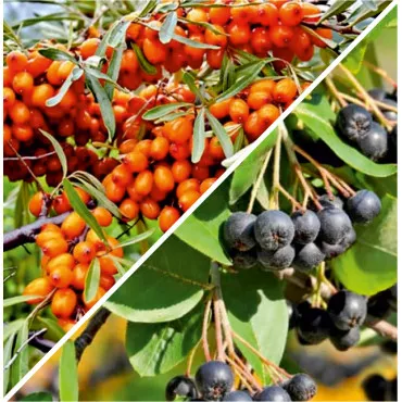 Pachet Antistres & Imunitate: Aronia & Cătină