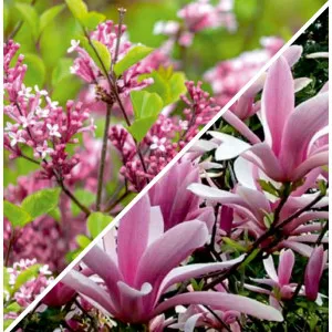 Pachet Grădină Elegantă: Liliac & Magnolia