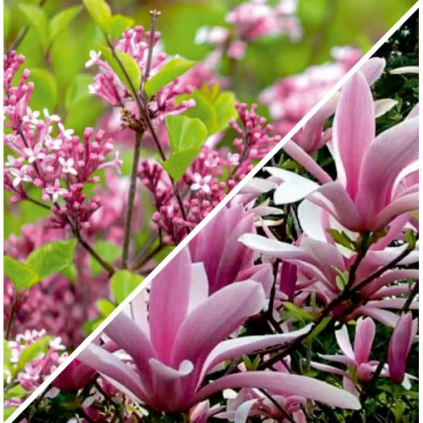 Pachet Grădină Elegantă: Liliac & Magnolia
