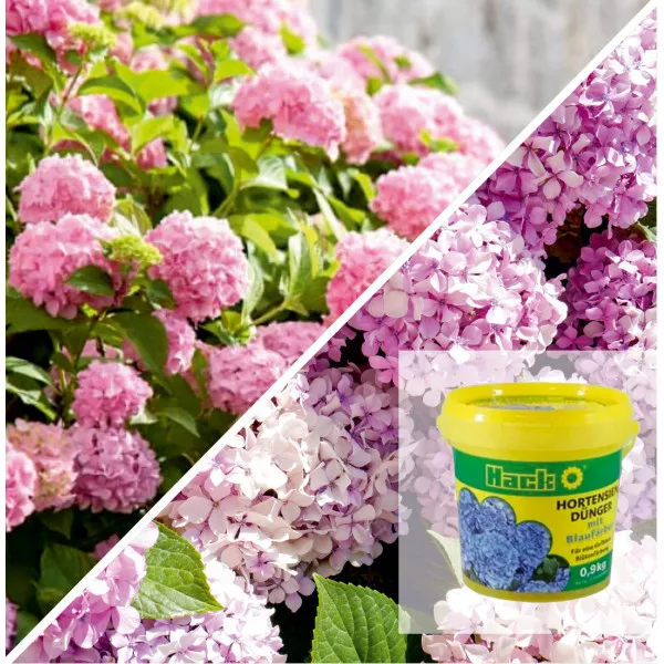 Pachet Înflorire Maximă: Hortensie Bouquet Rose & Îngrășământ Special