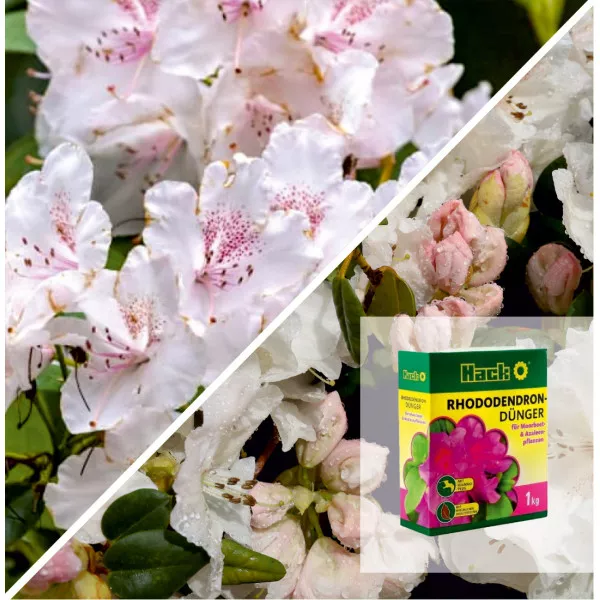 Pachet Rhododendron Deluxe: Cream Crest & Îngrășământ Special