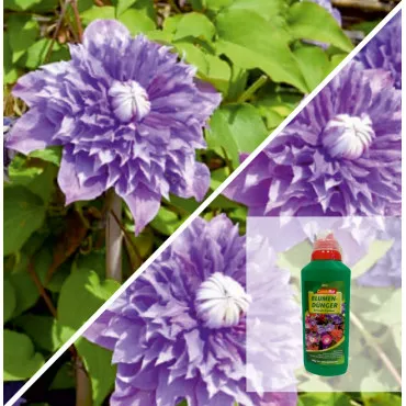Pachet Clematis Regal: Multi Blue & Îngrășământ Magic