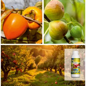 Pachet Pomi Fructiferi Exotici: Kaki & Smochin cu Îngrășământ Bio