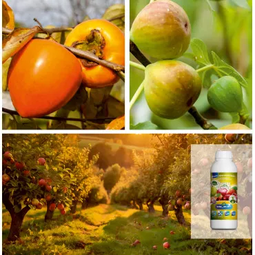 Pachet Pomi Fructiferi Exotici: Kaki & Smochin cu Îngrășământ Bio
