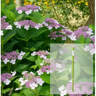 Pachet Hortensia macrophylla Libelle și AquaStick SUStee, mărimea L, verde