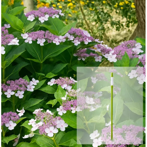Pachet Hortensia macrophylla Libelle și AquaStick SUStee, mărimea L, verde