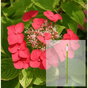 Pachet Hortensia macrophylla Rotkehlchen și AquaStick SUStee, mărimea L, verde