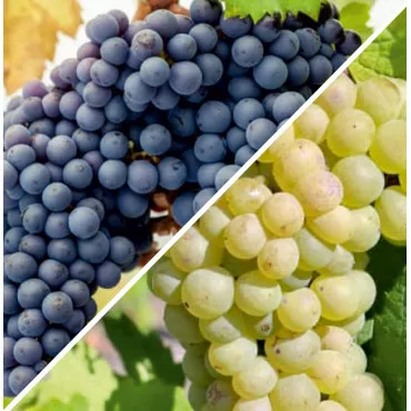 Pachet Pinot Duo: Noir & Blanc