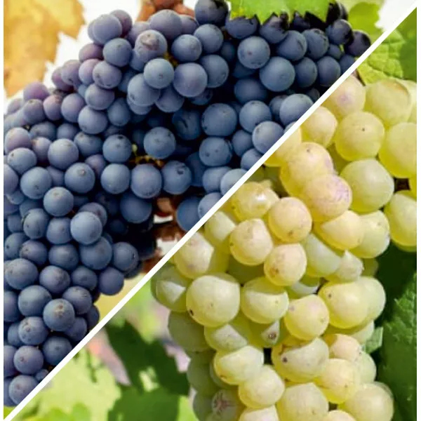 Pachet Pinot Duo: Noir & Blanc