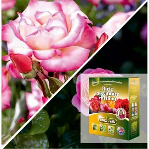 Pachet Grădină Verticală: Trandafir urcător Haendel® & Îngrășământ Bio