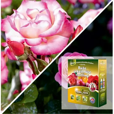 Pachet Grădină Verticală: Trandafir urcător Haendel® & Îngrășământ Bio