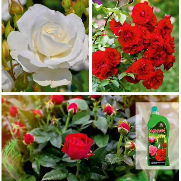 Pachet Armonia: Trandafiri Floribunda & Îngrășământ Gel