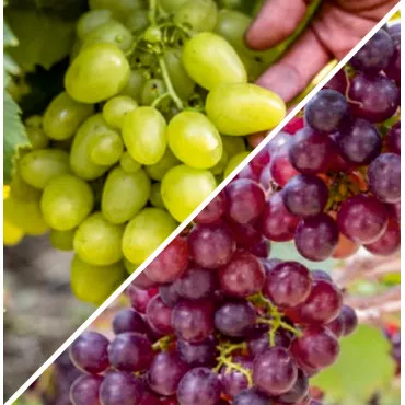 Pachet Vie de Terasă: Arkadia & Lidia