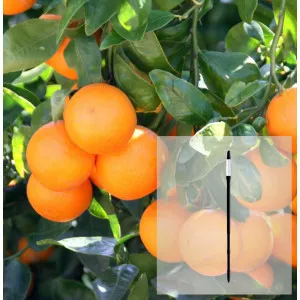 Pachet Mandarin și AquaStick SUStee, mărimea L, negru