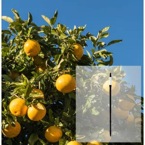 Pachet Grapefruit și AquaStick SUStee, mărimea L, negru