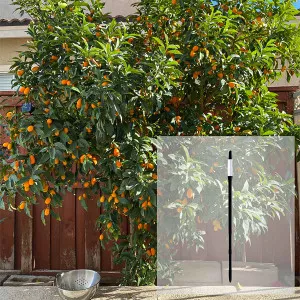 Pachet Kumquat și AquaStick SUStee, mărimea L, negru