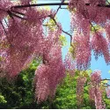 Glicină (Wisteria sinensis) Honbeni