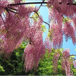 Glicină (Wisteria sinensis) Honbeni