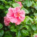 Hibiscus Sanchoyo