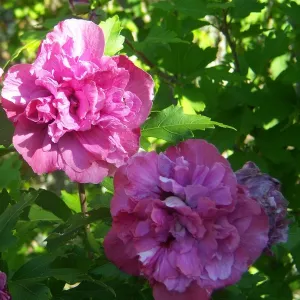 Hibiscus Sanchoyo