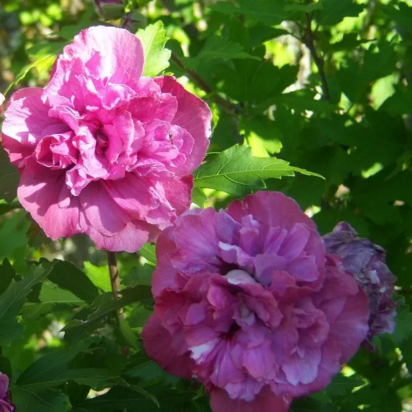 Hibiscus Sanchoyo