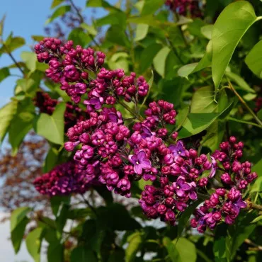 Liliac Saugeana