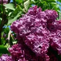 Liliac Saugeana