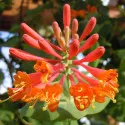 Caprifoi (Mâna Maicii Domnului) Dropmore Scarlet