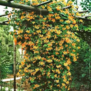Caprifoi (Mâna Maicii Domnului) Dropmore Scarlet