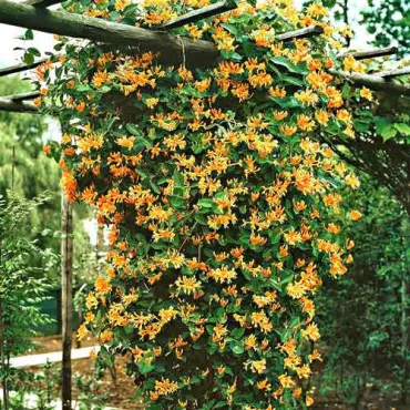 Caprifoi (Mâna Maicii Domnului) Dropmore Scarlet