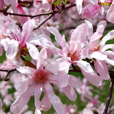 Magnolia Leonard Messel