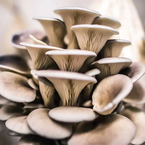 Pleurotus (Păstrăv de fag)