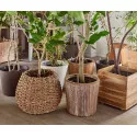 AquaStick SUStee - Indicator de umiditate pentru plante la ghiveci, mărimea M, negru