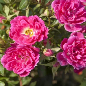 Trandafir pitic Graciously Pink ® la ghiveci 3L