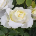 Trandafir floribunda Kronprinsesse Mary ® la ghiveci 3L