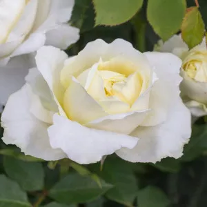 Trandafir floribunda Kronprinsesse Mary ® la ghiveci 3L