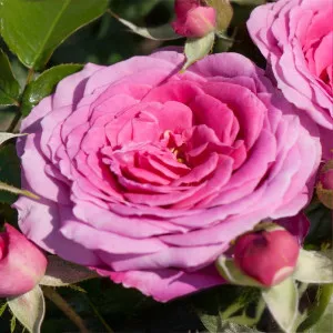 Trandafir floribunda Berleburg ® la ghiveci 3L