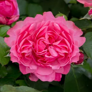 Trandafir floribunda Leonardo da Vinci ® la ghiveci 3L