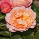 Trandafir floribunda Marie Curie ® la ghiveci 3L