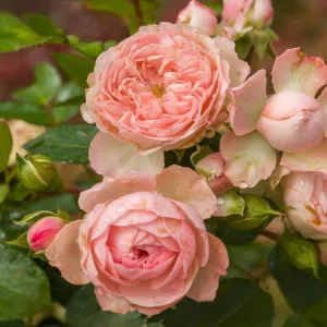 Trandafir floribunda Pink Meilove ® la ghiveci 3L