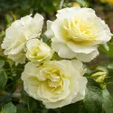 Trandafir floribunda White Meilove ® la ghiveci 3L