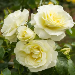 Trandafir floribunda White Meilove ® la ghiveci 3L