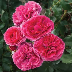 Trandafir floribunda Dolce ® la ghiveci 3L