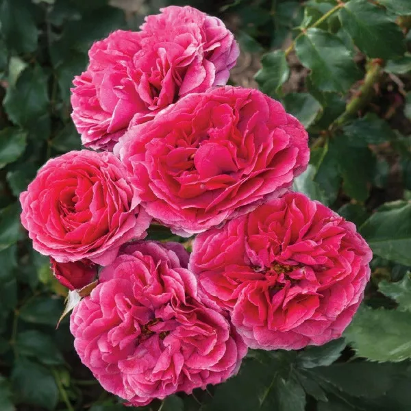Trandafir floribunda Dolce ® la ghiveci 3L
