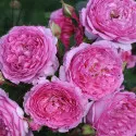 Trandafir floribunda Renée van Wegberg ® la ghiveci 3L