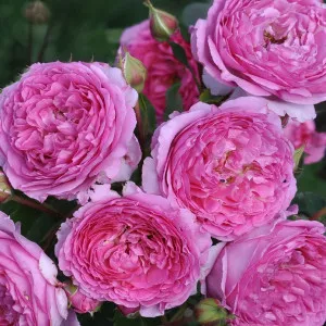 Trandafir floribunda Renée van Wegberg ® la ghiveci 3L