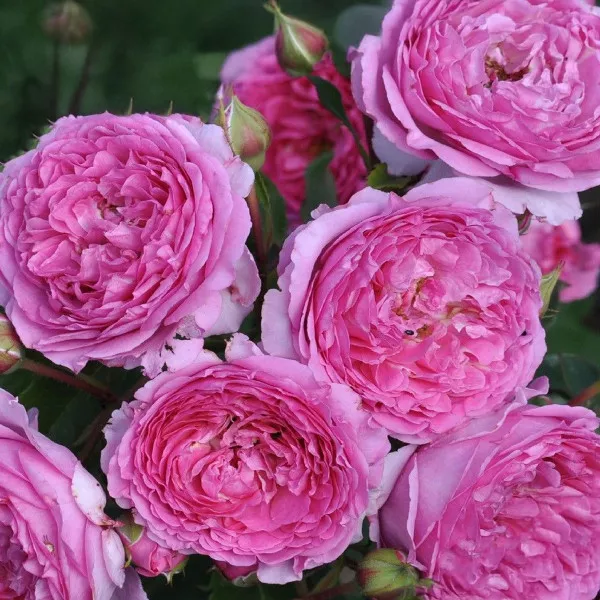 Trandafir floribunda Renée van Wegberg ® la ghiveci 3L